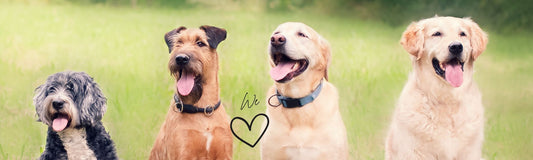 Come i proprietari di cani possono contribuire all’accettazione dei cani negli spazi pubblici