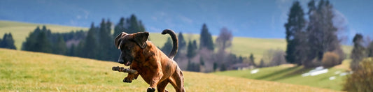 Perché è importante rimuovere le deiezioni canine dagli spazi pubblici e dai parchi giochi