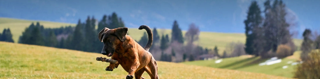 Come riconoscere i problemi di stomaco del cane dal suo feci